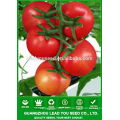 T09 Jida semillas híbridas resistentes más fuertes del tomate de la capacidad de TYLCV para la venta